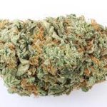 Купить сорт каннабиса Buzz Light Gear онлайн