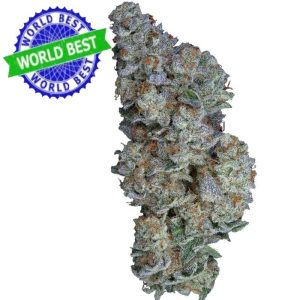 Купить Cali Haze Ms. Interstellar Indoor CBD Blüten 10 г онлайн