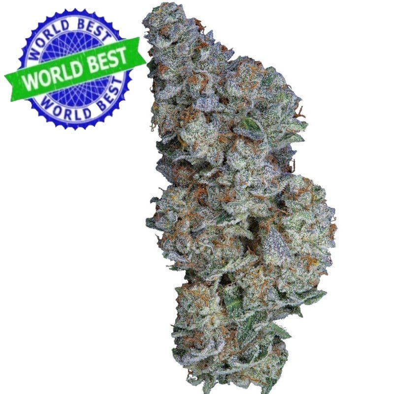 Купить Cali Haze Ms. Interstellar Indoor CBD Blüten 10 г онлайн