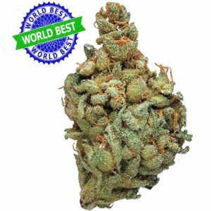 Купить Cali Haze Ms. Solar Indoor CBD Blüten 10 г онлайн