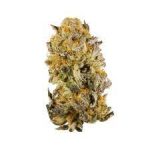 Купить сорт марихуаны Platinum Girl Scout Cookies онлайн