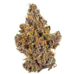 Купить сорт каннабиса The Purp онлайн