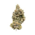 Cookie Glue Weed Strain For Sale Online