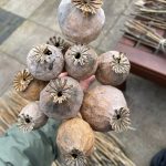 Мак снотворный кауфен | Papaver somniferum kaufen в Германии |
